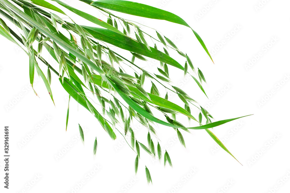 Fototapeta premium Oat ears isolated on a white background.