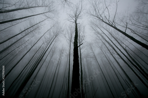 sisli  karanlık ve ağaçlar içindeki korkunç orman photo