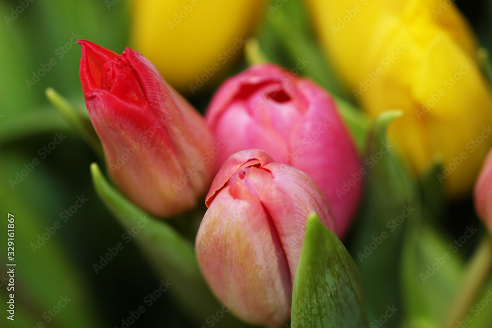 Beautiful bouquet varicoloured tulip Beautiful bouquet varicoloured tulip