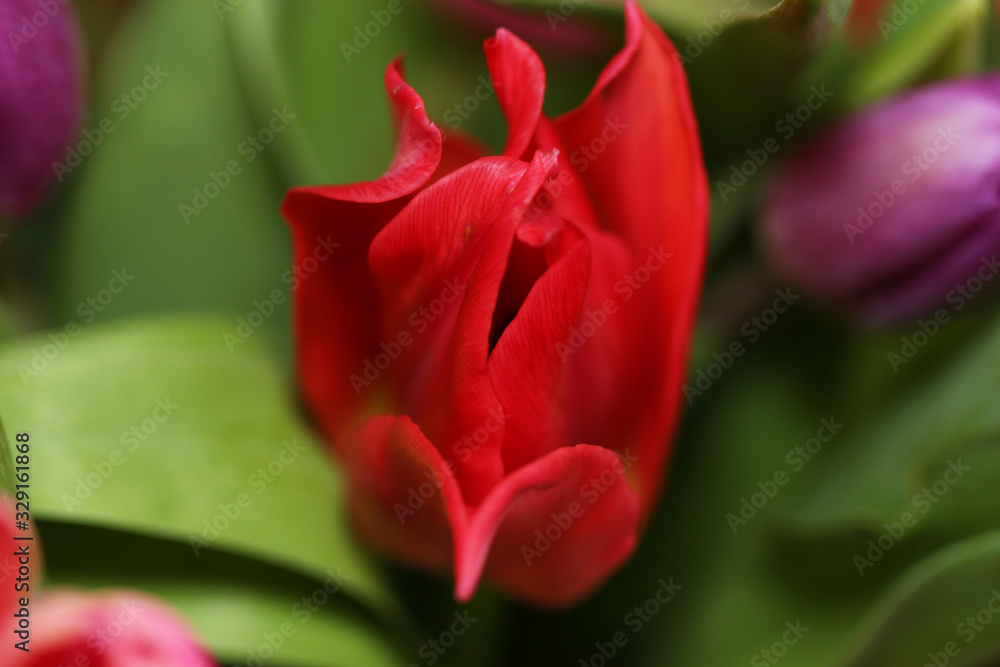 Beautiful bouquet varicoloured tulip Beautiful bouquet varicoloured tulip