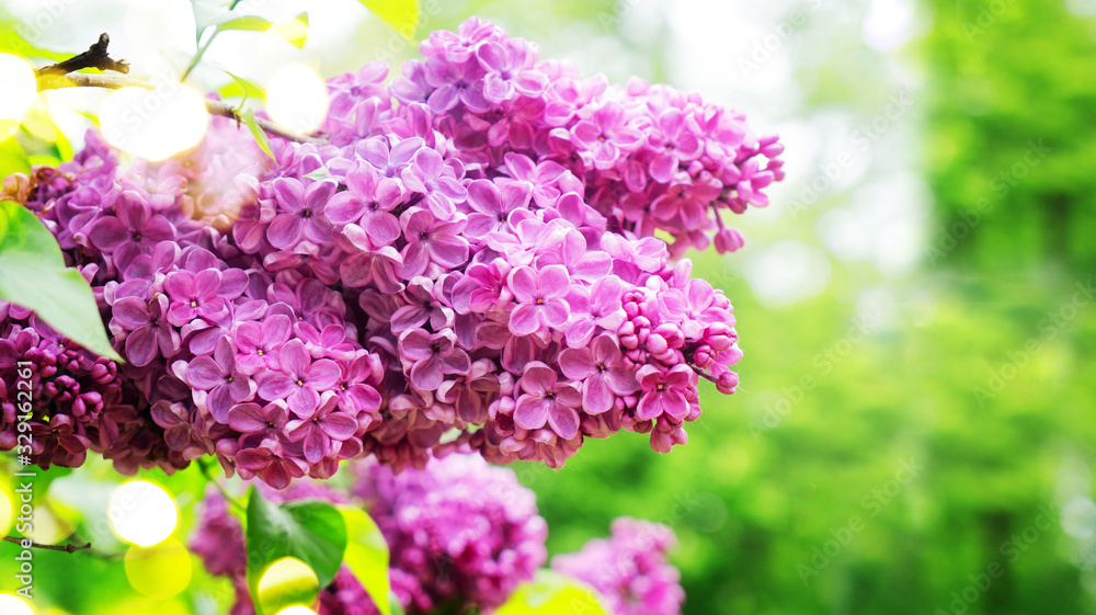 Blooming lilac flowers - obrazy, fototapety, plakaty 
