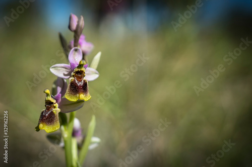 Tableau sur toile Orquidea avispa (Ophrys tenthredinifera) en el interior de la provincia de Alica