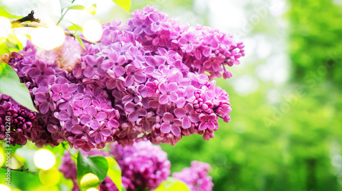 Photos Blooming lilac flowers