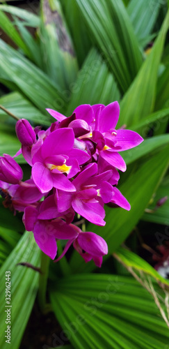 pink flowers in the garden