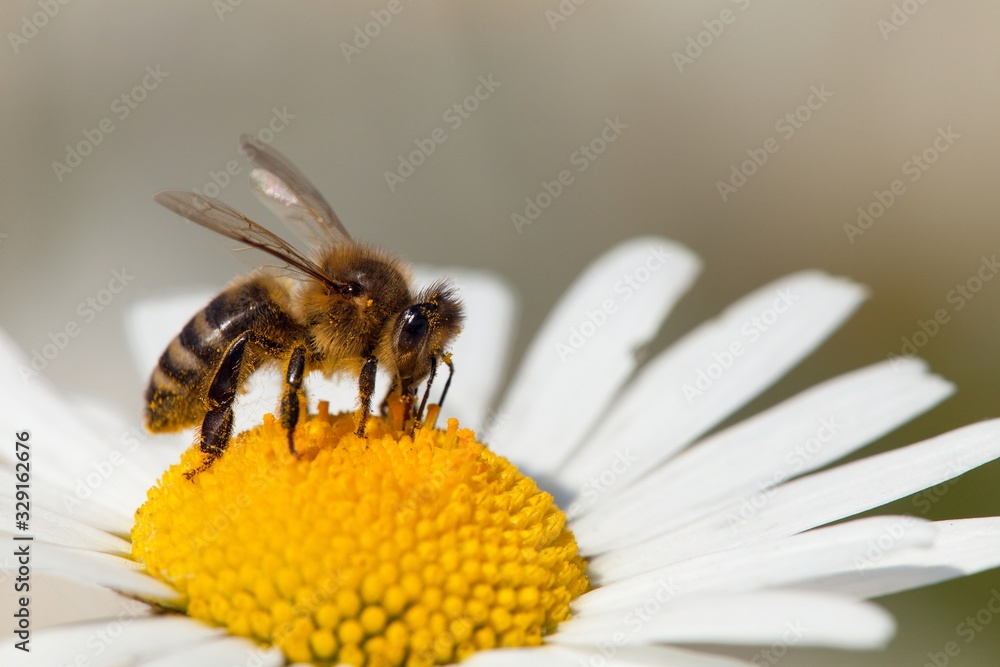 bee or honeybee on white flower of common daisy bee or honeybee on white flower of common daisy