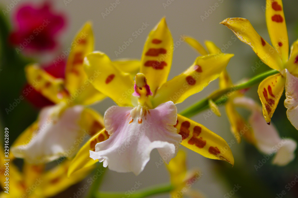 Fototapeta premium Orchid