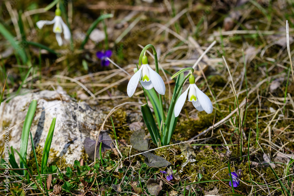 Two small and delicate white snowdrop spring flowers in full bloom in forest in a sunny spring day, blurred background with space for text Two small and delicate white snowdrop spring flowers in full bloom in forest in a sunny spring day, blurred background with space for text
