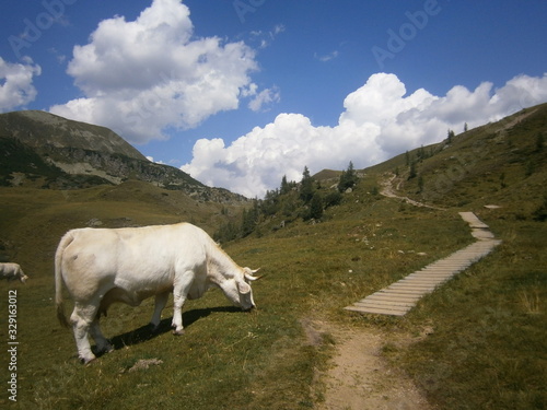 cow in the mountains