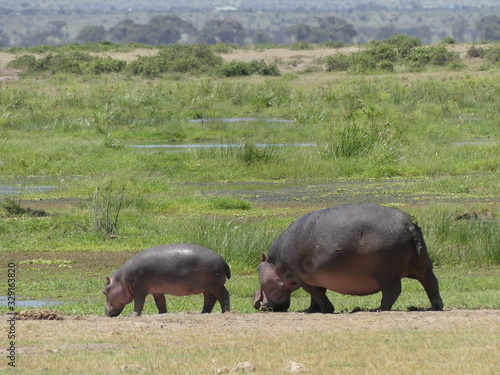 hippo in kenya