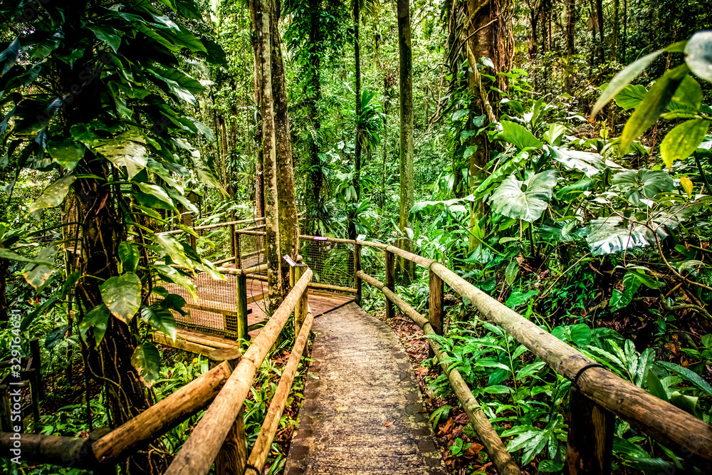 Fototapeta Drewniana ścieżka w dżungli tropikalnej.