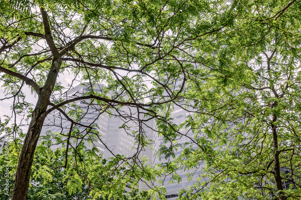 Modern office buildings seen through green leaves Modern office buildings seen through green leaves