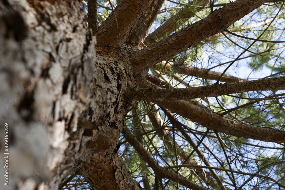 Pine seen closely and from below with sky as background Pine seen closely and from below with sky as background