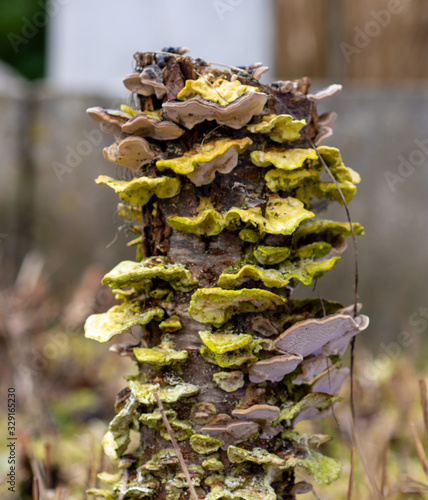 Mushrooms on tree stump, position 4