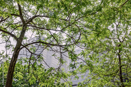 Wallpaper Mural Modern office buildings seen through green leaves Torontodigital.ca