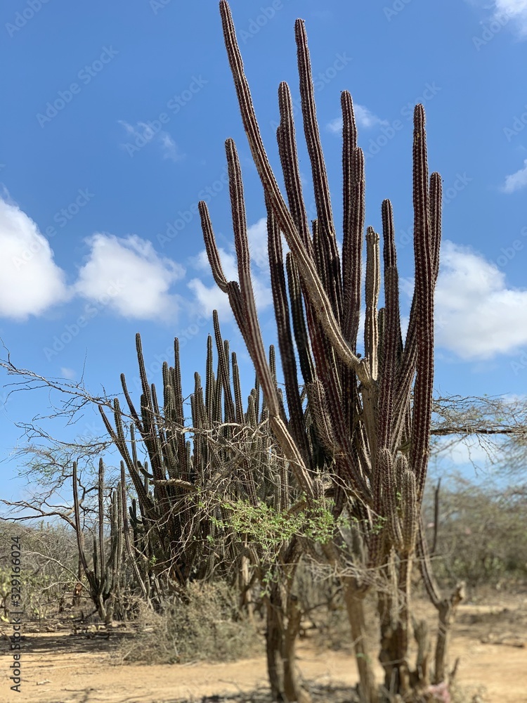 Cactus Guajiro