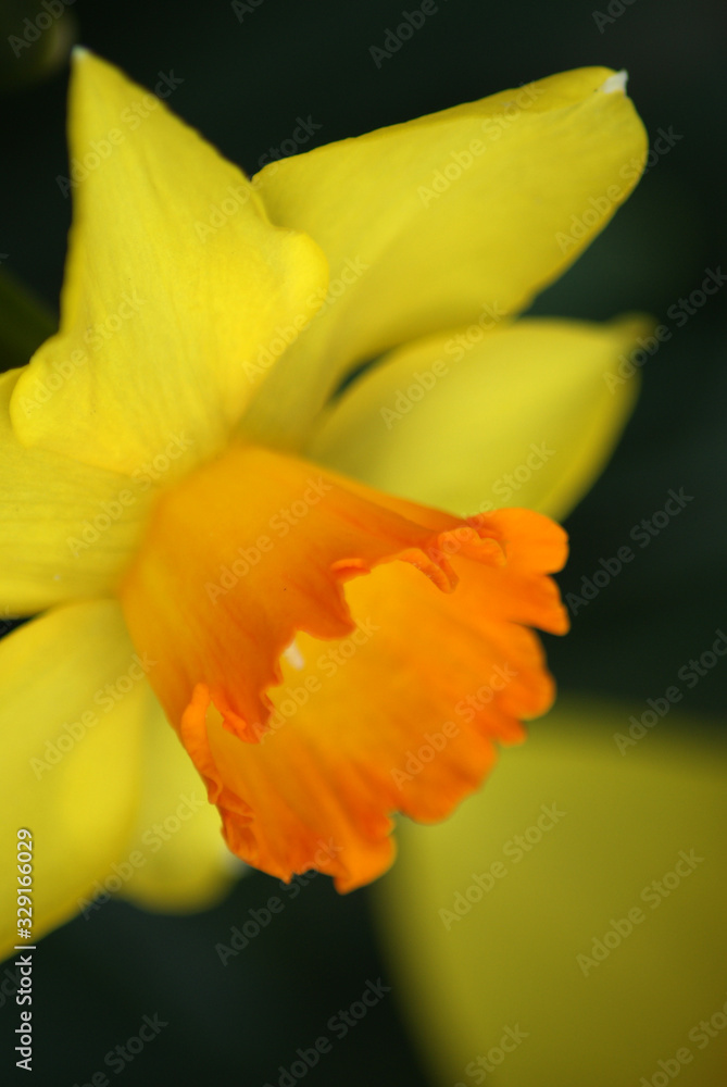Daffodil Daffodil