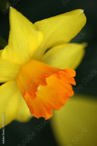 Daffodil