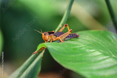 Wallpaper Mural grashüpfer Torontodigital.ca