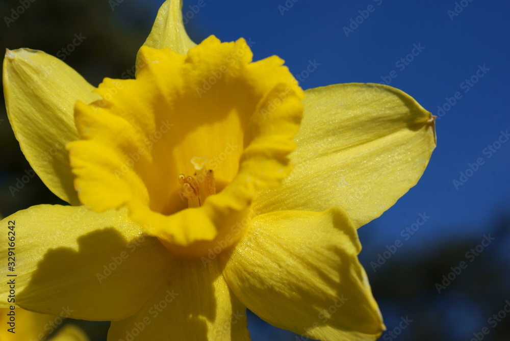 Daffodil Daffodil