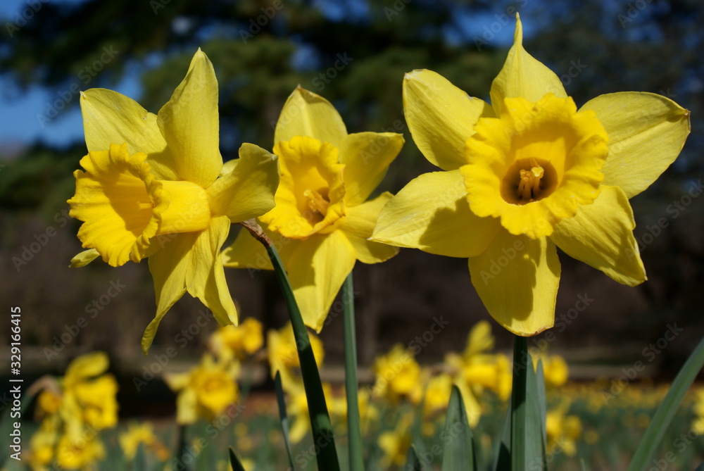 Fototapeta premium Daffodil
