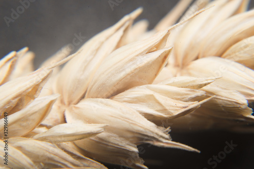 spike with grain closeup