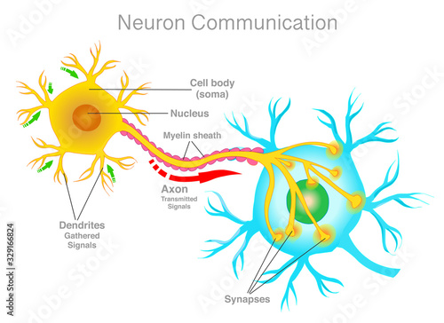 Neuron connection. Neuron communication. Transmission of the nerve signal between two neurons. Simple explanations. White background. Medical illustration.  2d vector drawing. 