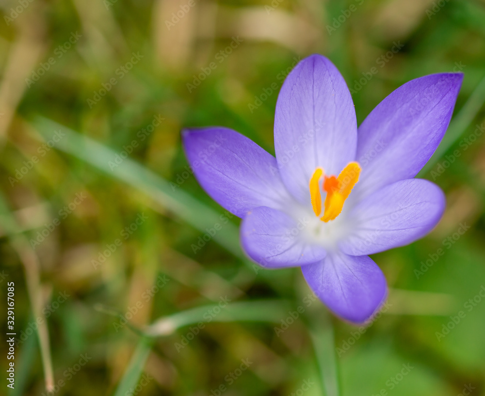 The spring brandy (crocus heuffelianus) is a bulbous plant, position 7 The spring brandy (crocus heuffelianus) is a bulbous plant, position 7