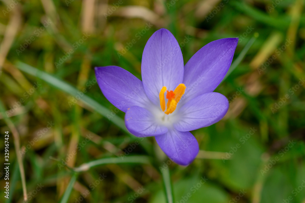 The spring brandy (crocus heuffelianus) is a bulbous plant, position 9 The spring brandy (crocus heuffelianus) is a bulbous plant, position 9