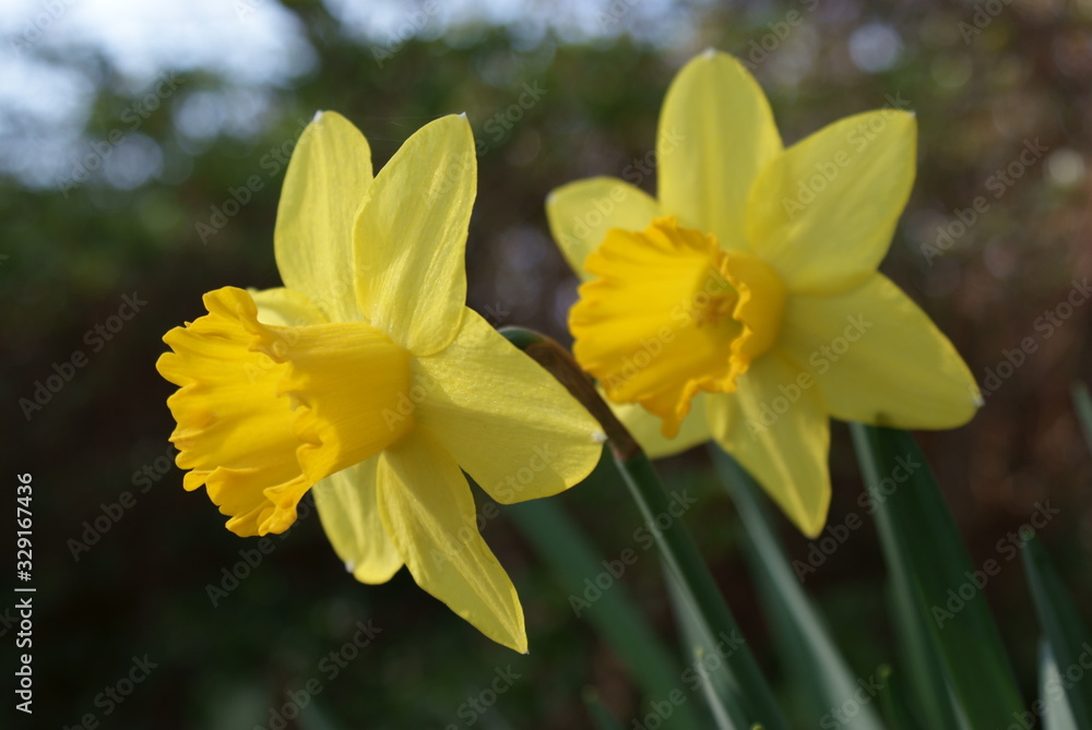 Daffodils Daffodils