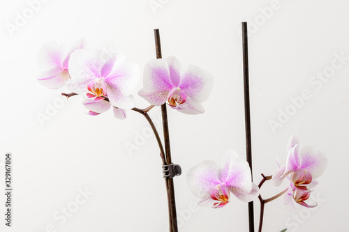 Close up white and vivid pink Phalaenopsis orchid flowers in full bloom isolated on a white wall in a studio background 