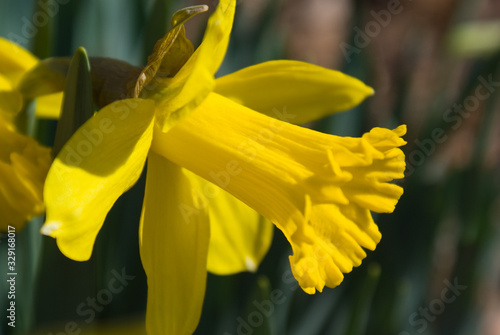 Daffodils photo