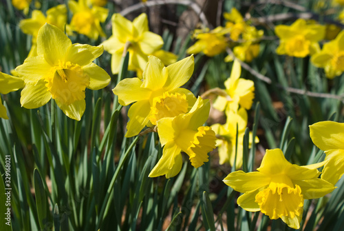 Daffodils © crystalseye