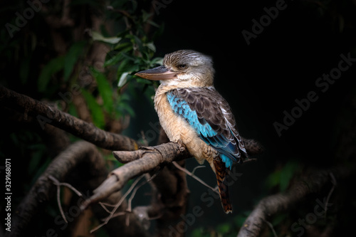 Kookaburra Australia laughing bird portrait. The blue winged kookaburra is perched on a branch.