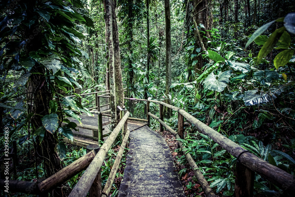 Fototapeta Drewniana kładka w tropikalnej dżungli - efekt 3D