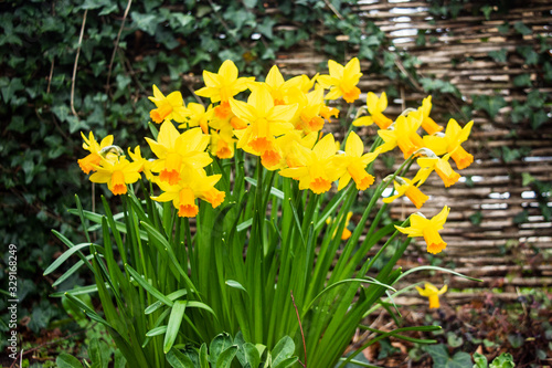 A cluster of daffodils narcissus with a woven fence partly covered with ivy in the background