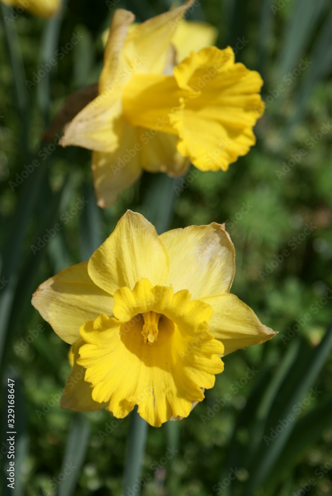 Daffodils Daffodils