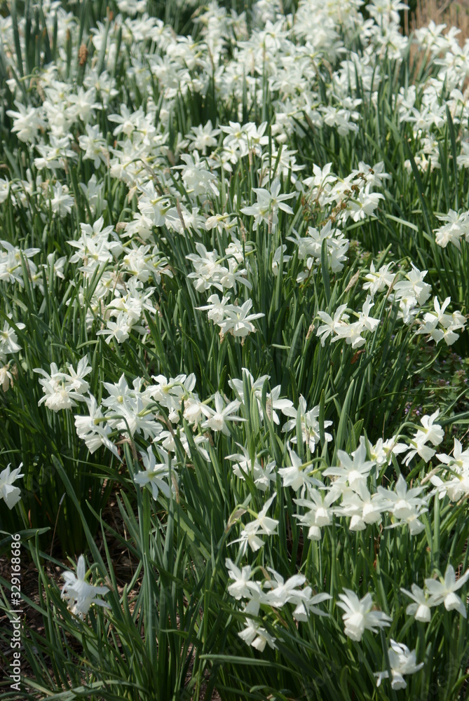 Fototapeta premium Daffodils