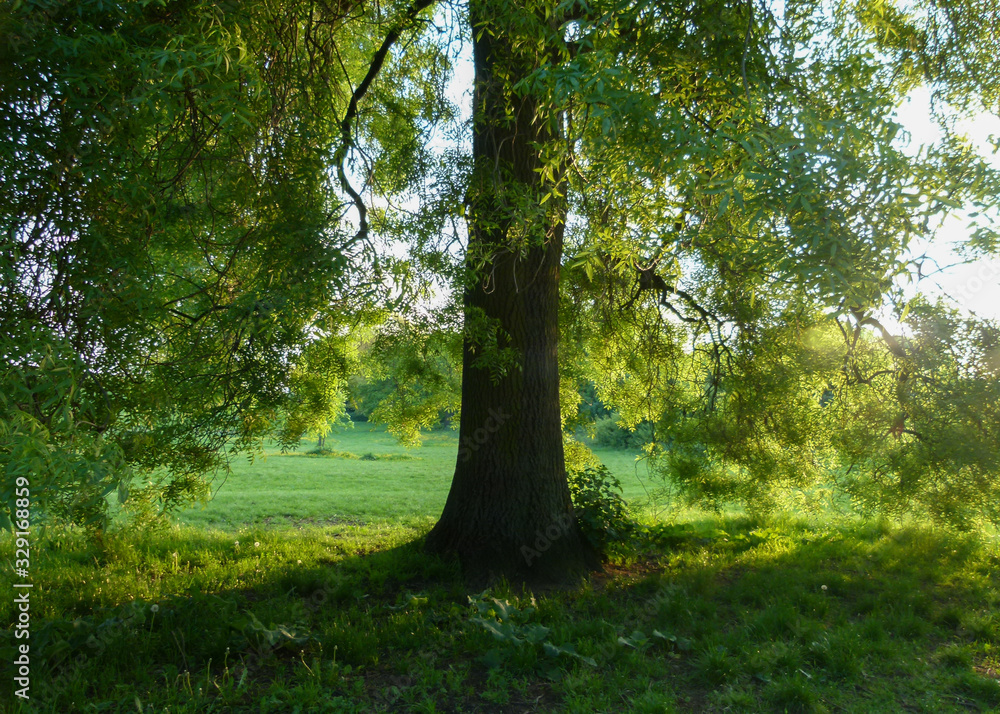 Fototapeta premium tree illuminated by sunlight
