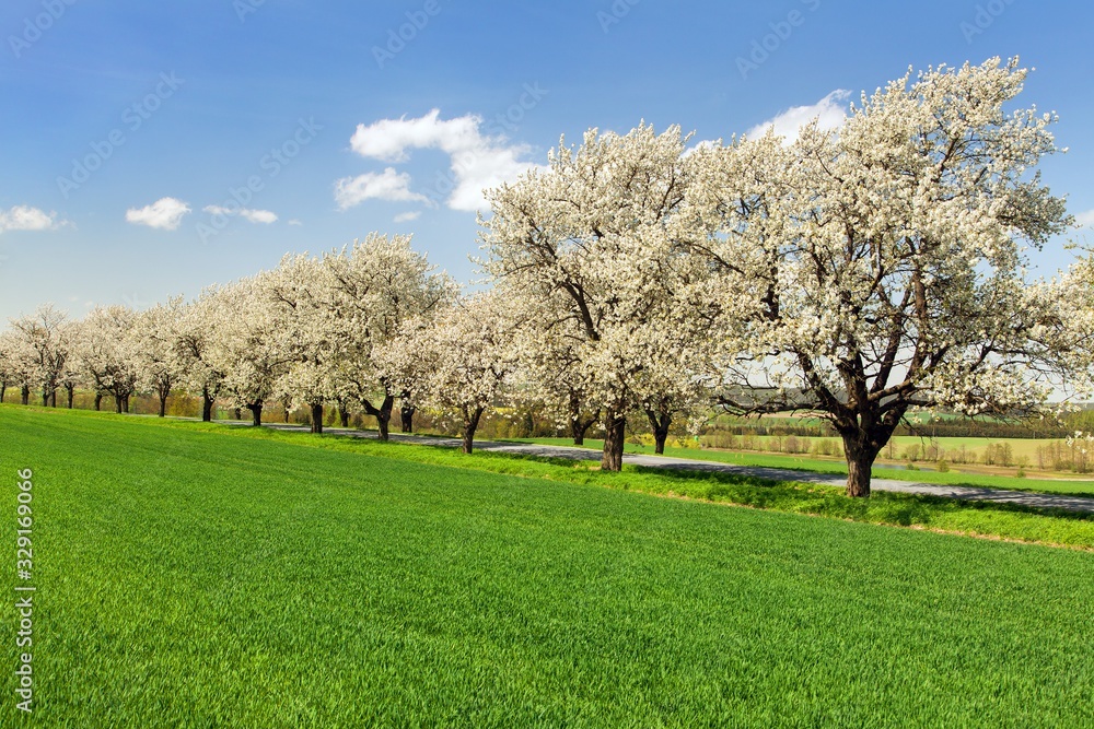 road and alley of flowering cherry trees road and alley of flowering cherry trees