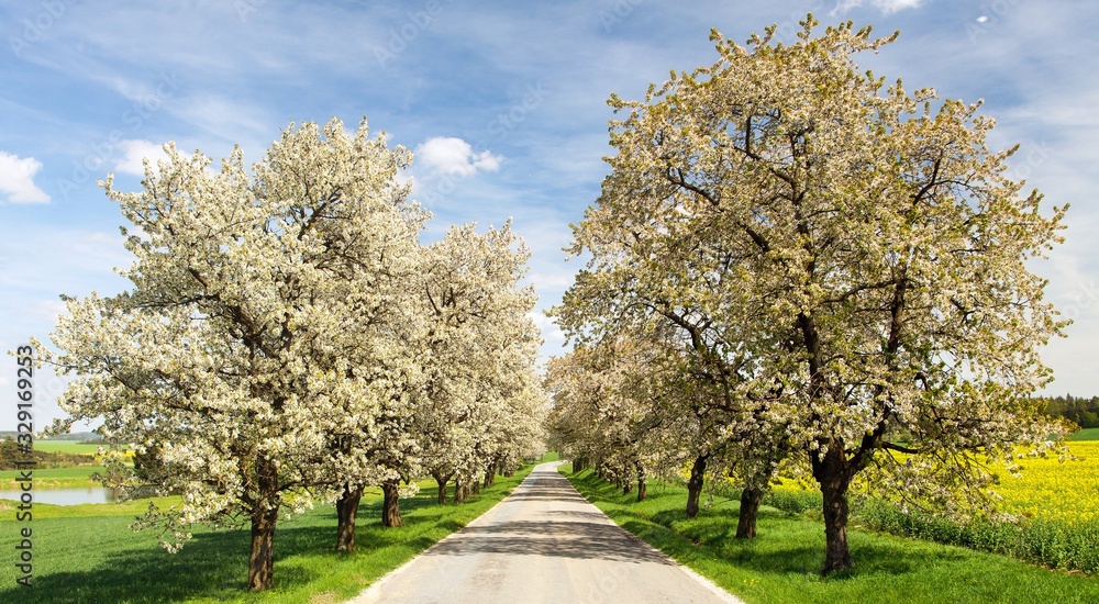 alley of flowering cherry trees white colored