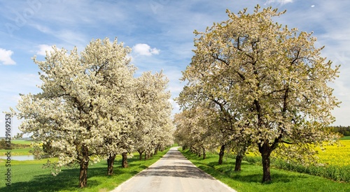 alley of flowering cherry trees white colored © Daniel Prudek