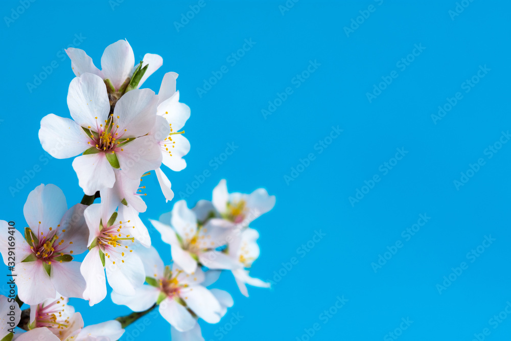 Blooming almond branch on a blue background, floral spring background