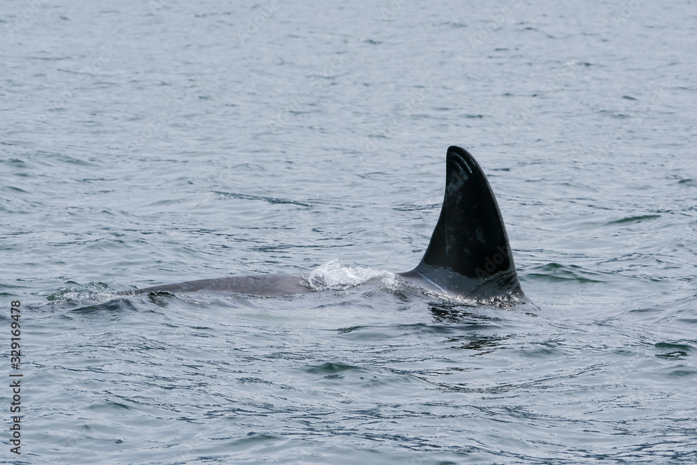 Fototapeta premium Killer whale in Tofino with the fin above water, view from boat on a killer whale