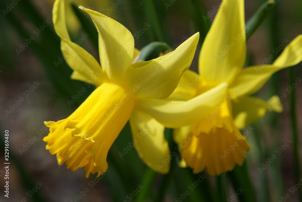 Daffodils