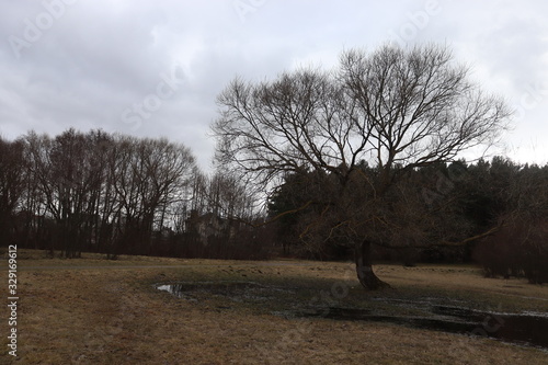 unique tree in spring belarusian park