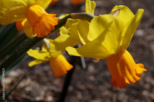 Daffodils photo