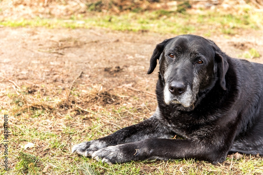 Old sick dog lying on meadow. Sad dog eyes. Abandoned dog. Old age and illness. Sadness.