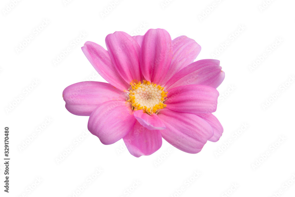 pink pericallis isolated pink pericallis isolated