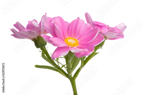 pink pericallis isolated