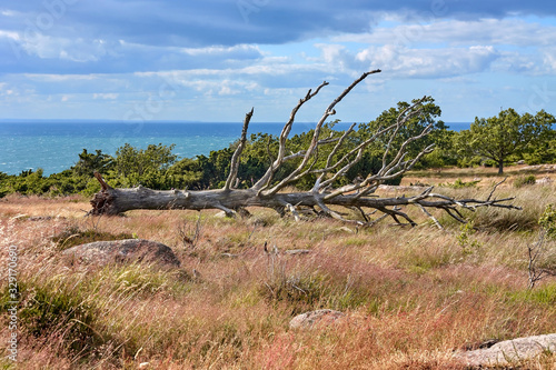 Fallen withered tree in Bornholm island  Denmark.